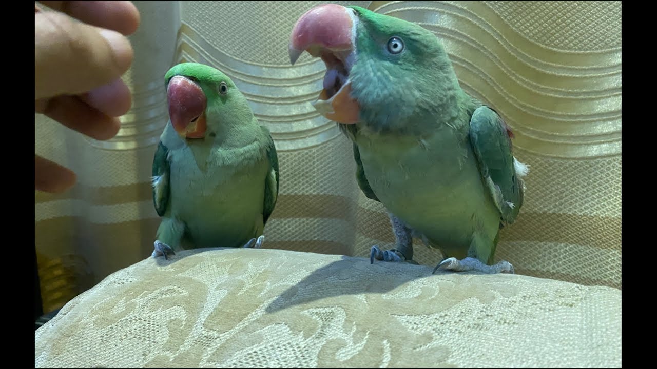 Indian green parakeets #asmr #parrot