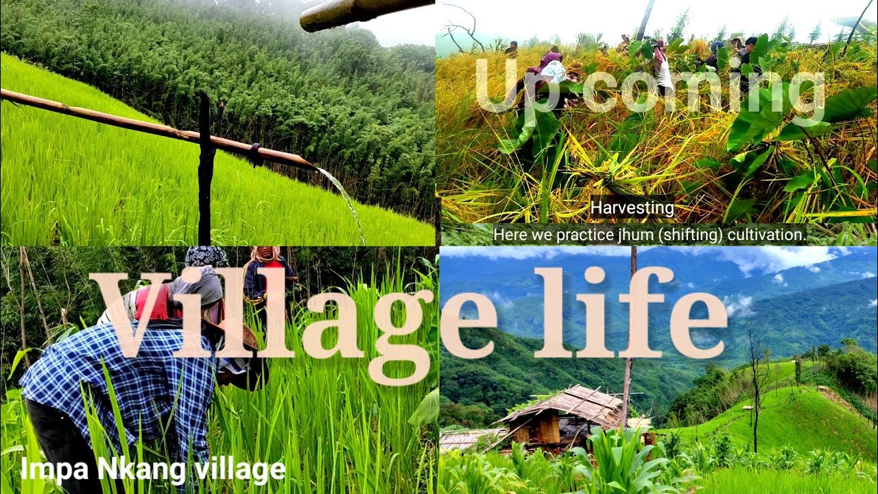 Village life | tribal lifestyle of North Eastern india Jhum cultivation | Tim zeme