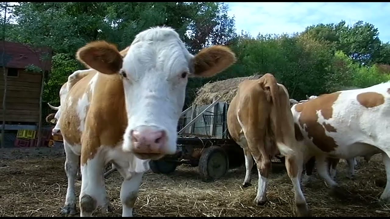 Znanje imanje: U harmoniji sa prirodom