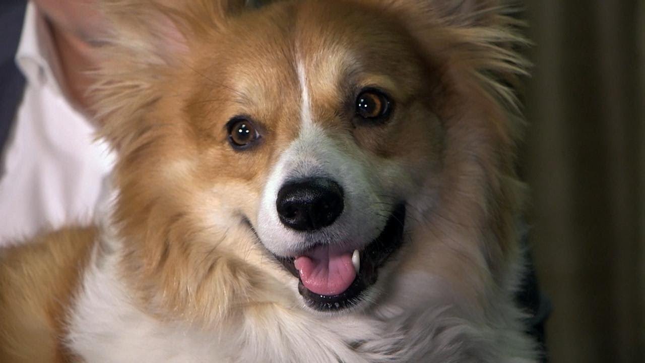Why Does Queen Elizabeth II Love Corgis So Much?