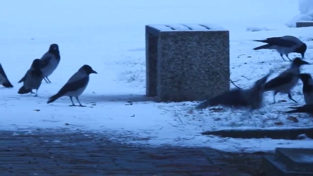 Happy crows
