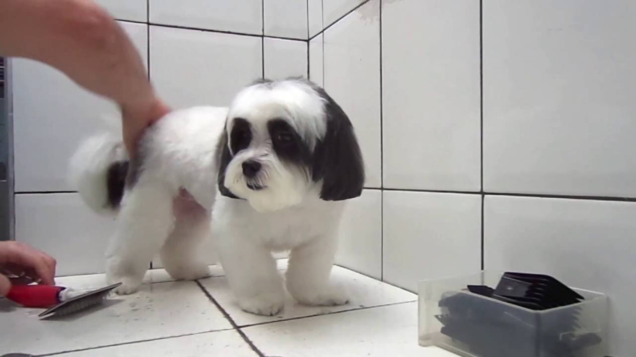 Tosa Pente alto Shih tzu
