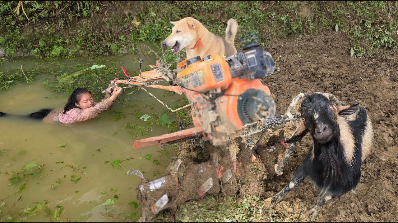 A Dog and a Goat Help a Vietnamese Girl in Trouble - ha thi muon