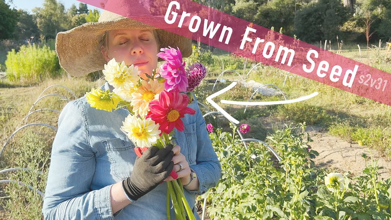 Dahlias! Unboxing, Growing, SEED, Looking, Sniffing, Cutting. Flower Farm Australia.