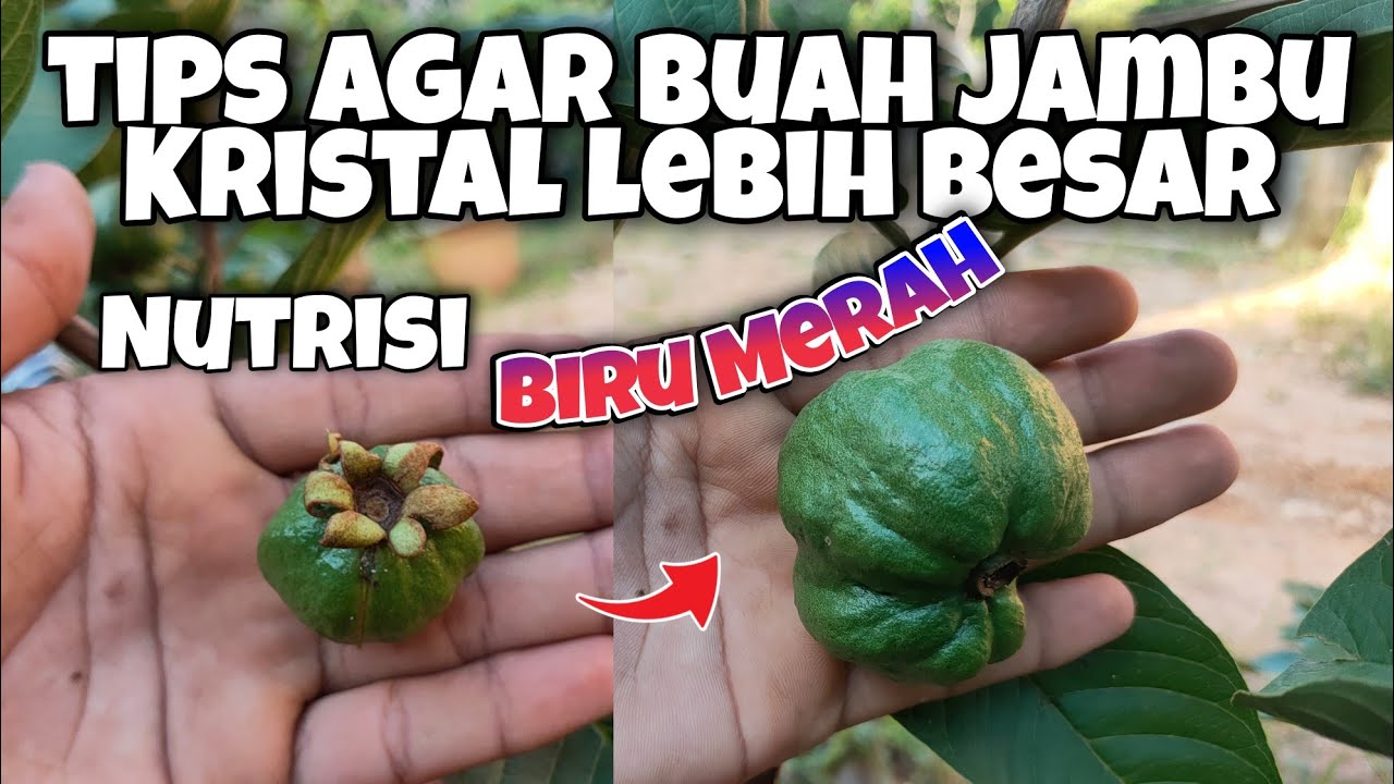 Membesarkan Buah Jambu Kristal Dengan Pupuk Lanjutan JAMBU KRISTAL DALAM POT
