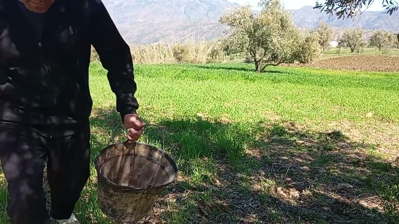 شاهدو معانا كفاش كنرش الملحة في الشعير القمح 