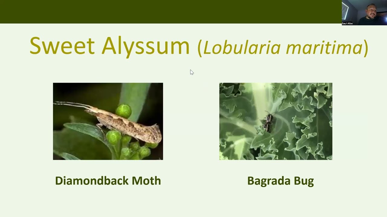 Biological Pest Control in Farming