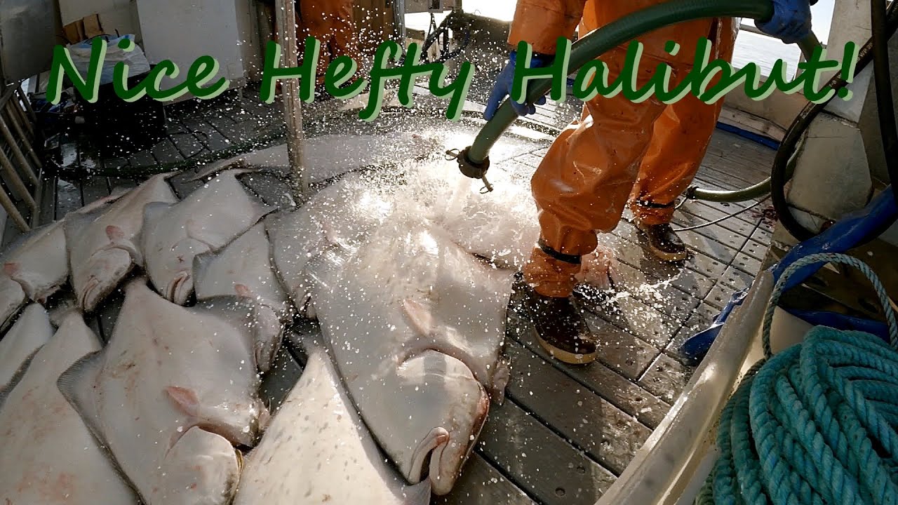 Hauling a Nice Set of Halibut! | Longlining in Alaska