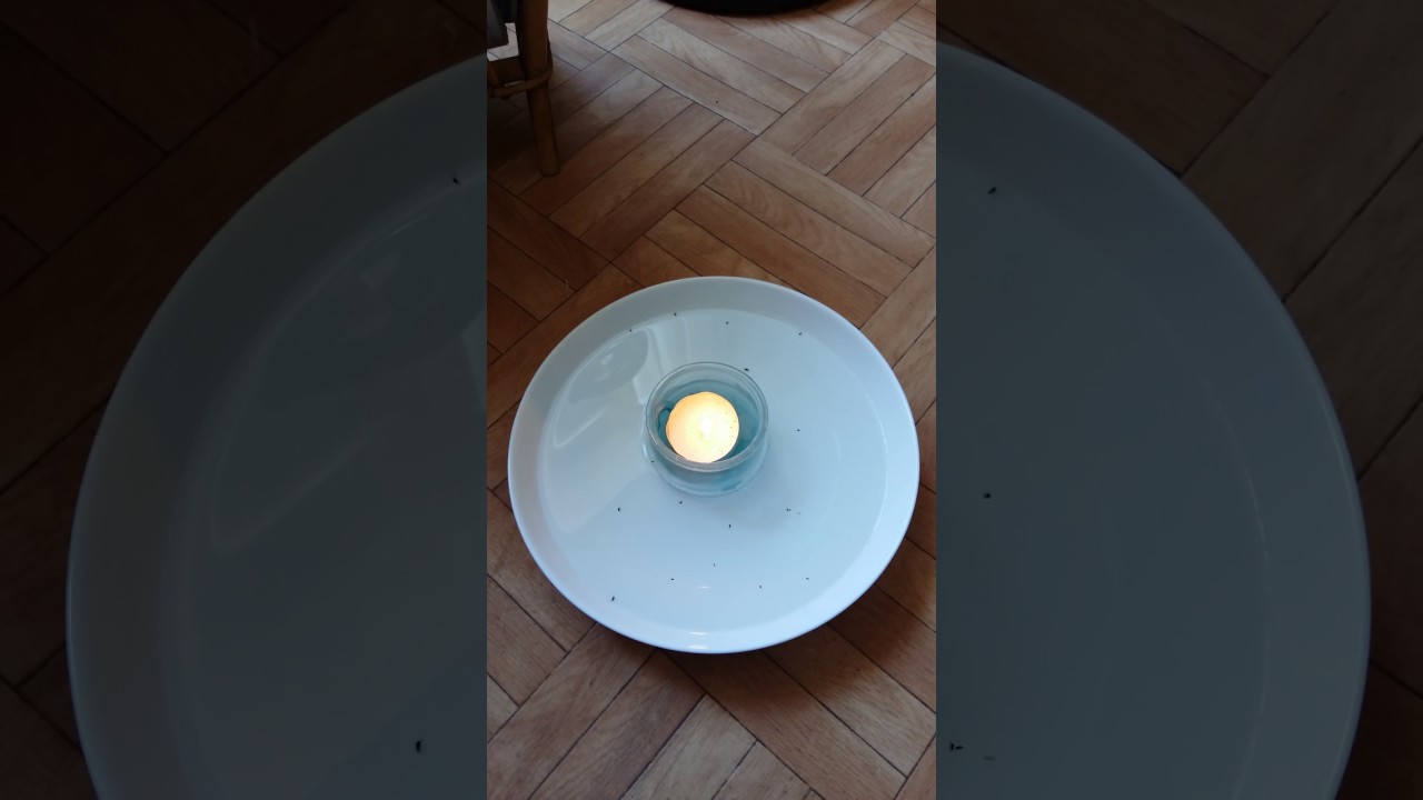 Le pi&egrave;ge &agrave; puces