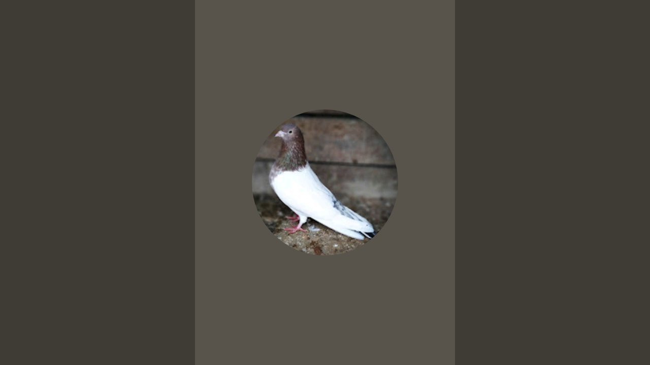 M J R 2. 0 pigeon lover #pigeon #kabutar 
