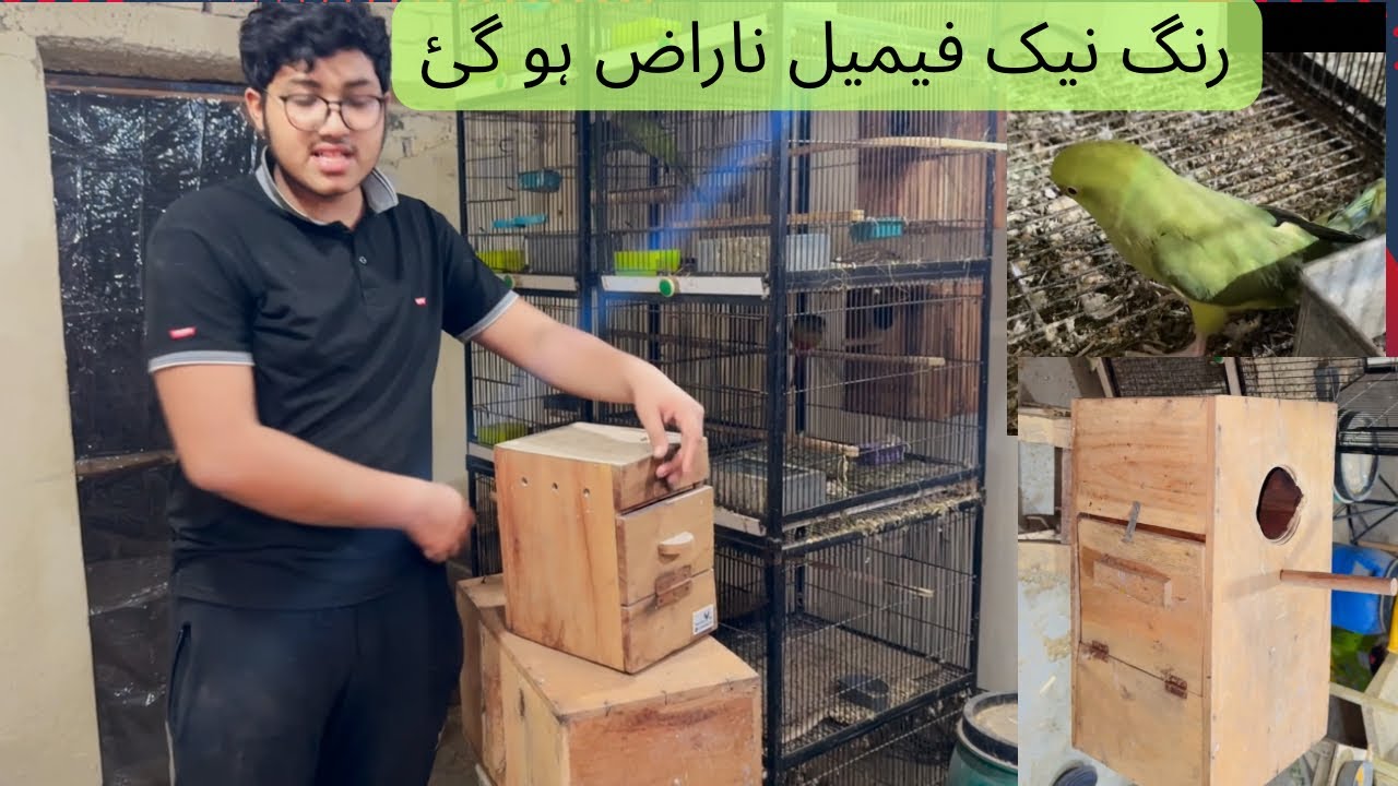 Green Ring neck breeding  box installed #birds parrots #birds #vlog #finches #pets