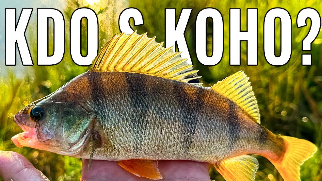 MAXIMUM záběrů při rozednění! Lov okounů a lehká přívlač na klidné vodě i pod jezy!