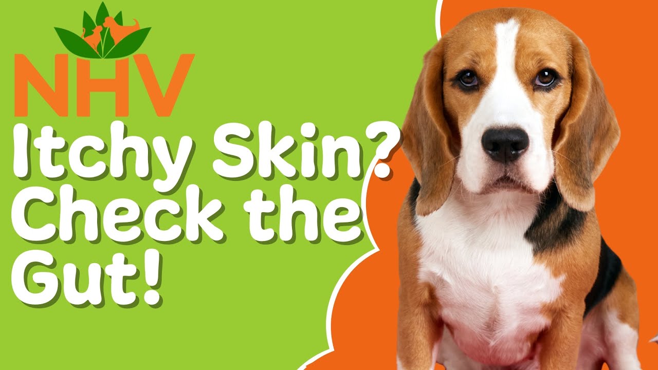Is Your Pet&rsquo;s Itchy Skin Actually a Gut Problem? Here&rsquo;s What to Know