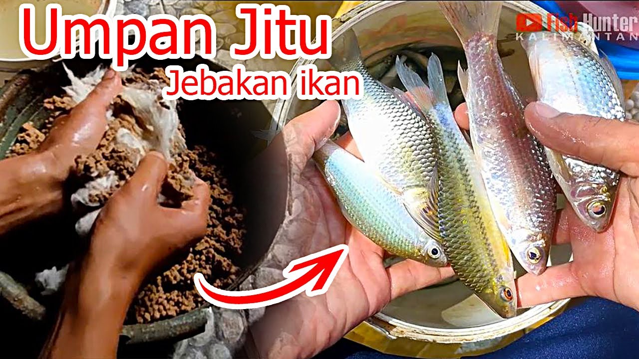 UMPAN PALING AMPUH UNTUK JEBAKAN IKAN DARI BOTOL DAN TOPLES BEKAS (SERUAK)