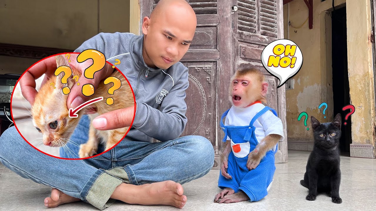 Кто навредил желтому коту? Секрет этого ужасного инцидента!