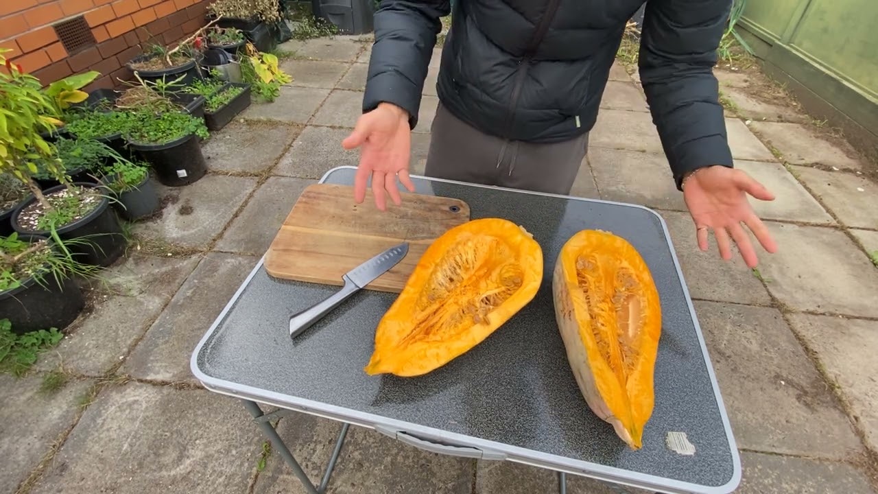 Let's Check the Underdeveloped Heirloom Pumpkin I saved this Year - #140 Daily In the Garden