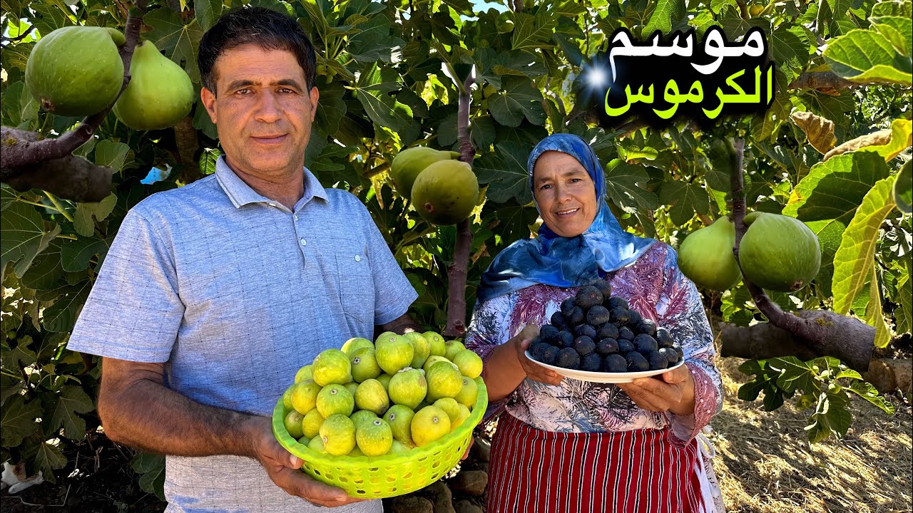 جني فاكهة الكرموس و تحضير أكلة زامبو بطريقة تقليدية