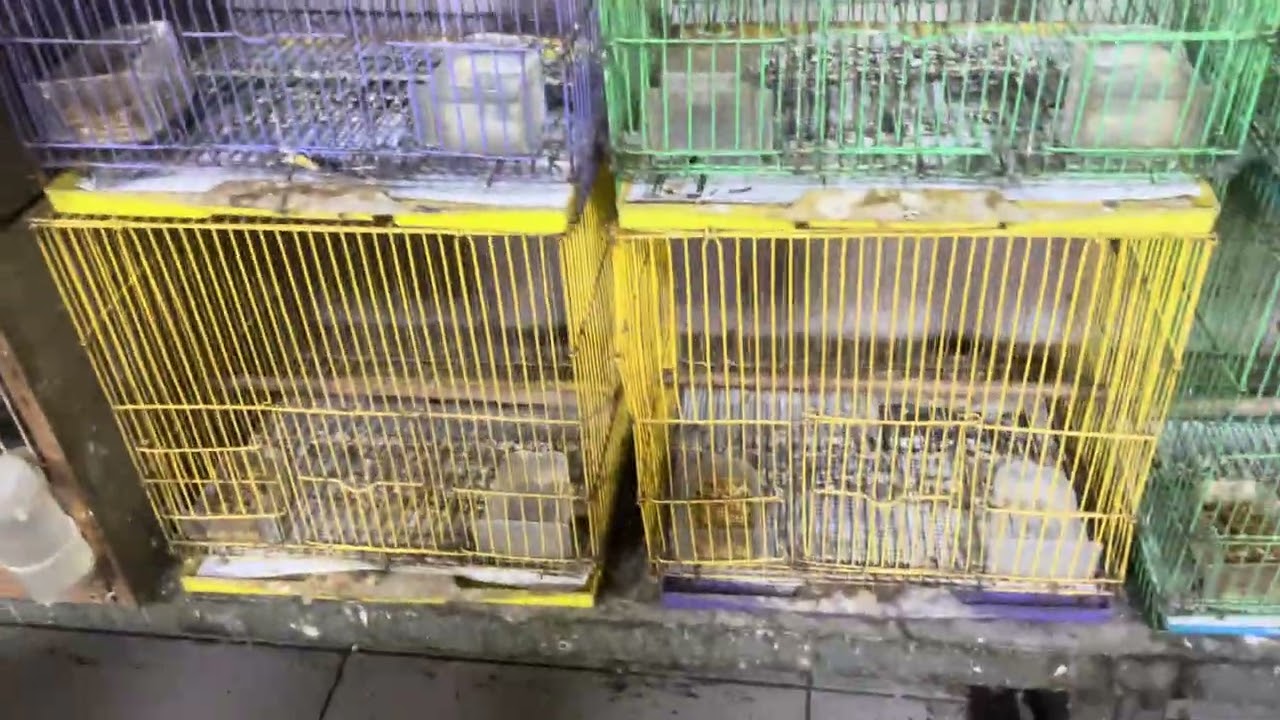 Tiếp tục về nepai ngực lửa.ae lh 0909457845)Đc36 Tân Sơn phường 15 Tân bình 