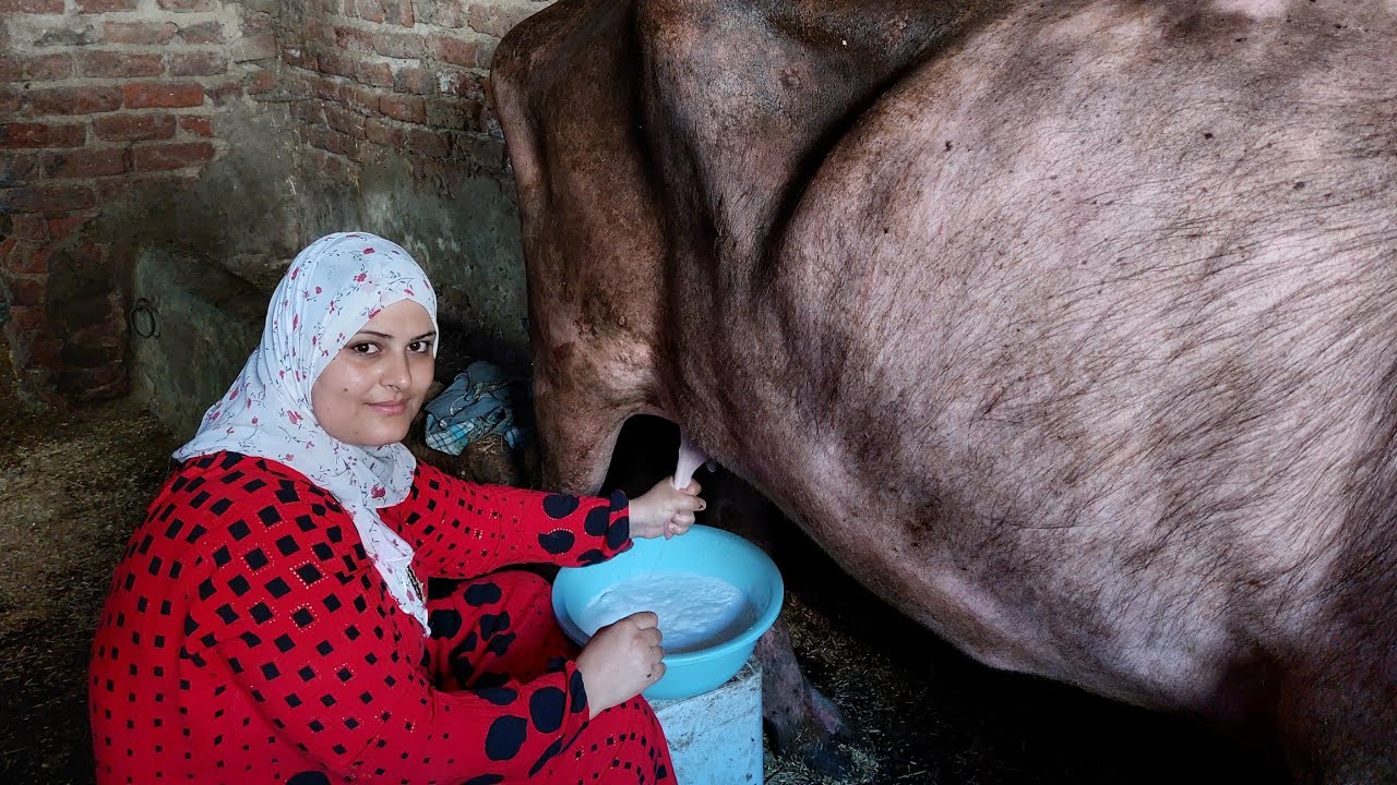 شوفو شطاره الفلاحين وخيرهم الايد الشغاله شبعانه روتين قوي حلبت الجاموسا وعملت معمر والحلو مفاجأة