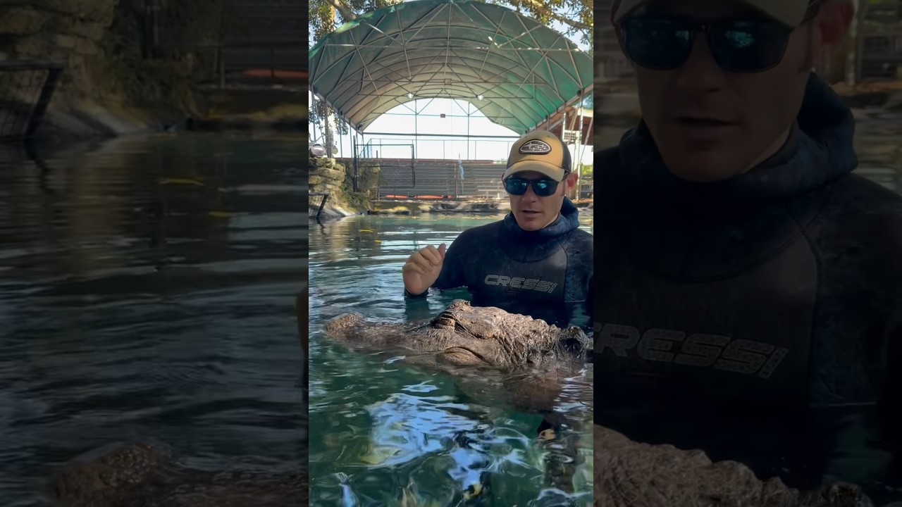 Do the treats make him full? At Everglades outpost #animaleducation #animals #gator #alligator