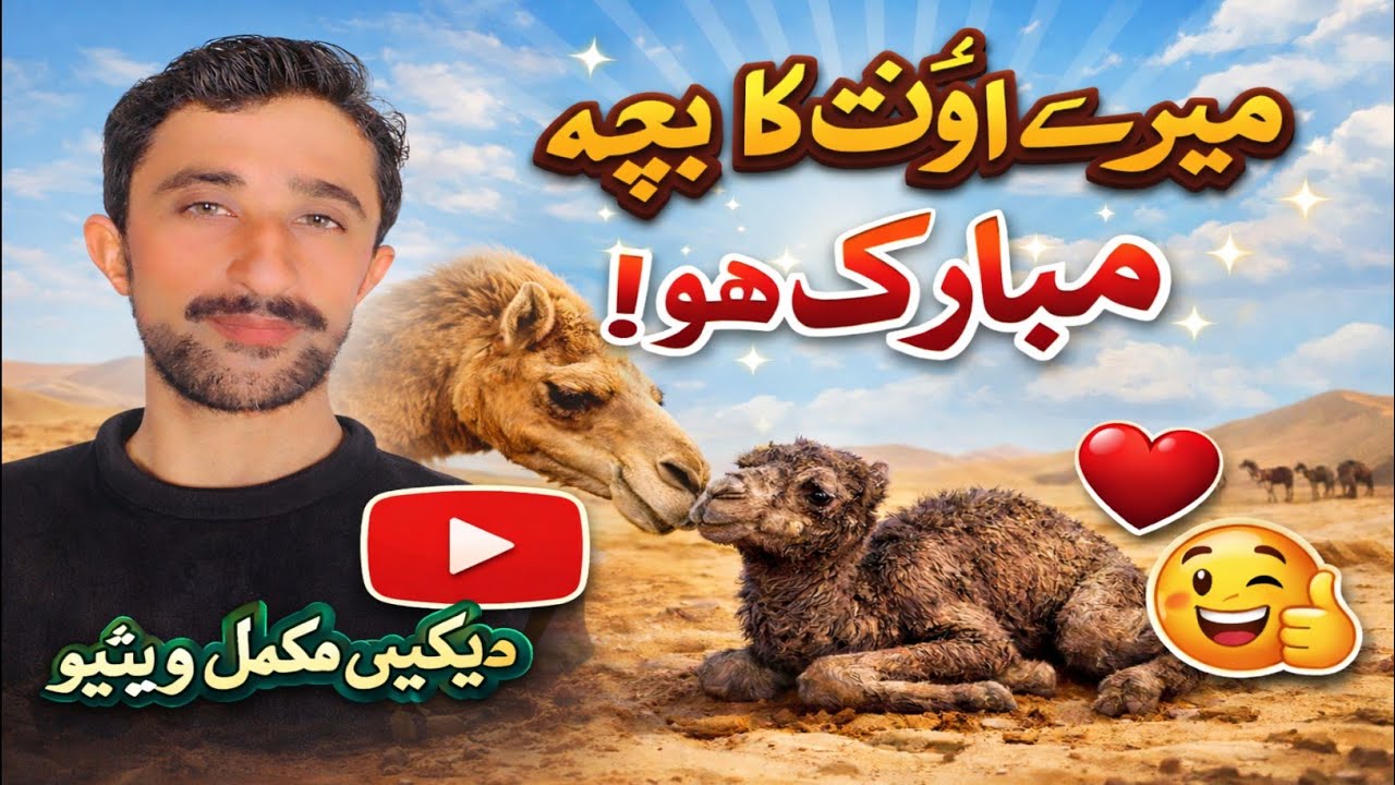 میرے اونٹ نے بچہ دیا 😍 | Camel Baby Born | Dehati Zindagi Vlog