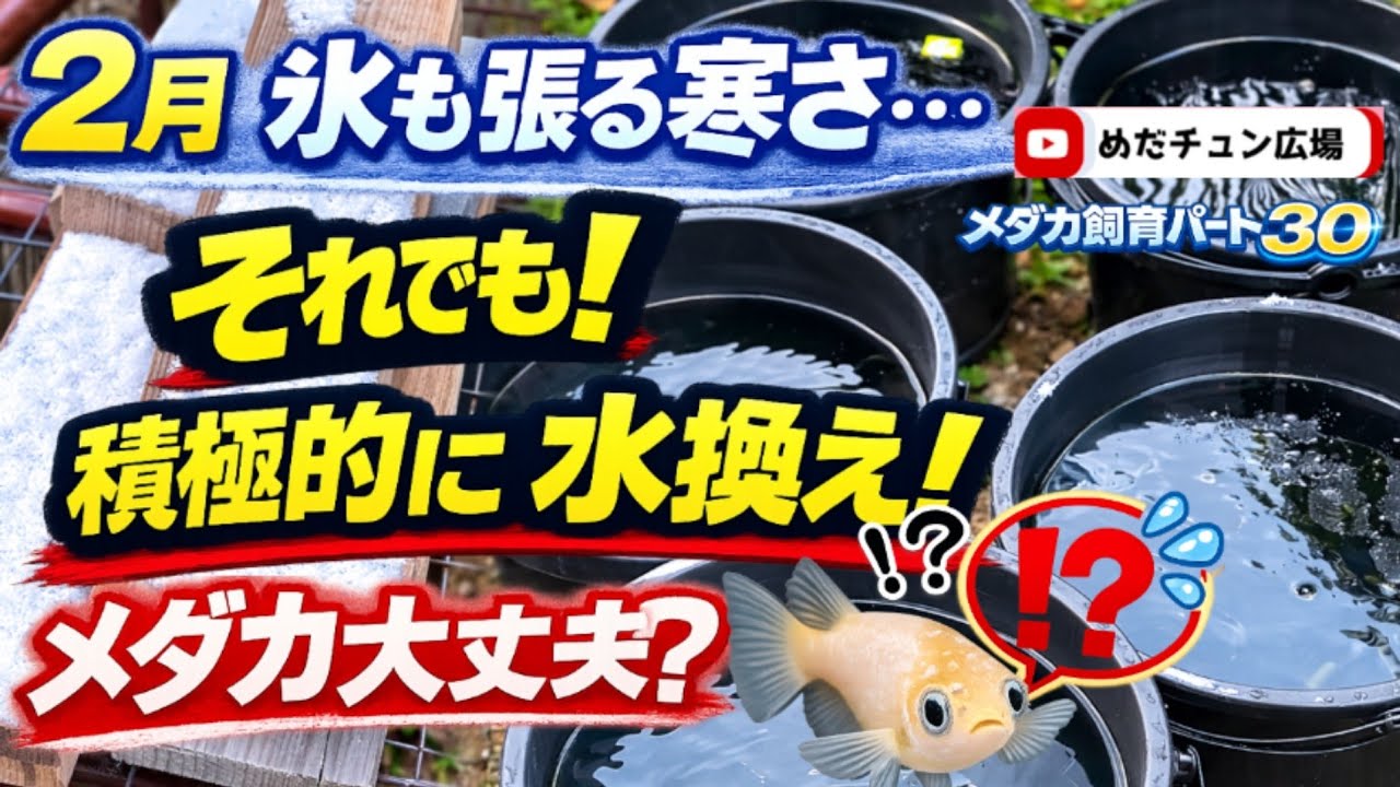 氷が張る2月…それでも水換え継続！メダカ大丈夫？【屋外メダカ飼育】