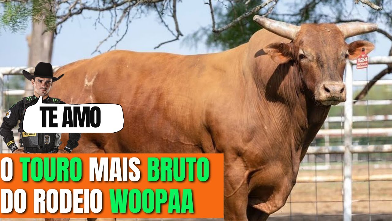 Touro Woopaa a hist&oacute;ria de uma Lenda