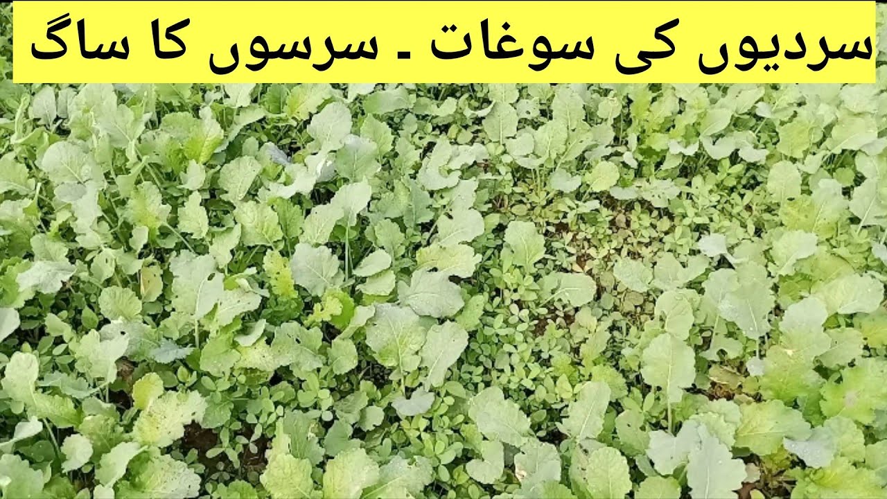 Fresh Sarson Ka Saag | How to Grow Mustard crop | Sarson kay Saag ki Kasht | @Mudassarhanif87