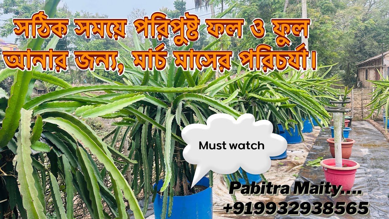 সঠিক সময়ে পরিপুষ্ট ফল ও ফুল পেতে করুন এই কাজগুলি। মার্চ মাসের গুরুত্বপূর্ণ পরিচর্যা। পবিত্র মাইতি॥