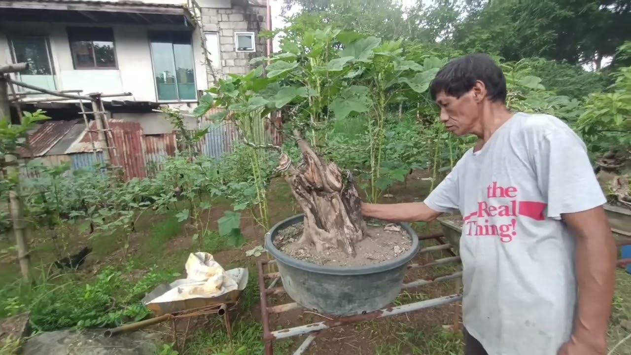 Bonsai materials:Murang Bonsai Materials sa Tanay, Rizal .#bonsai #bonsaitree #nature #bonsailovers