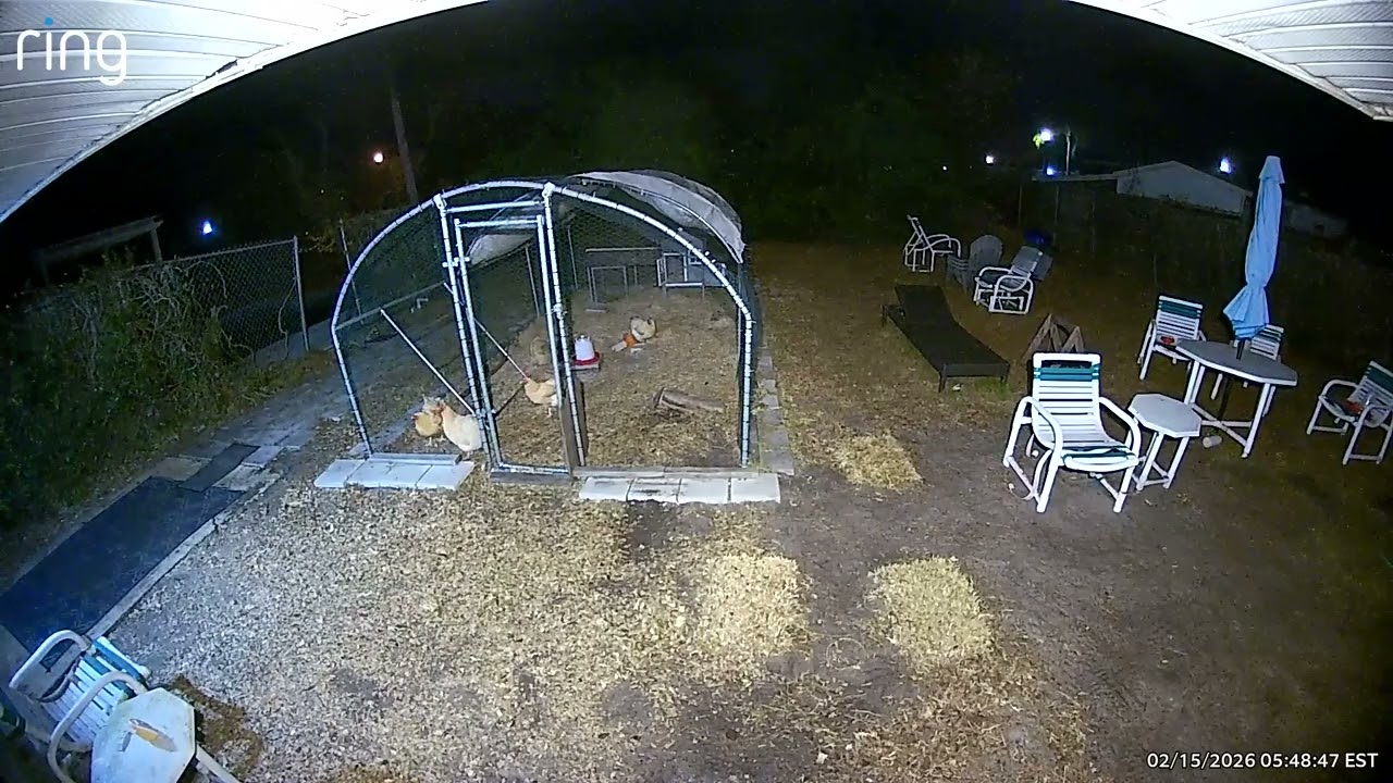 SHOCK VIDEO - Raccoon SQUARES OFF With NIGHT HENS
