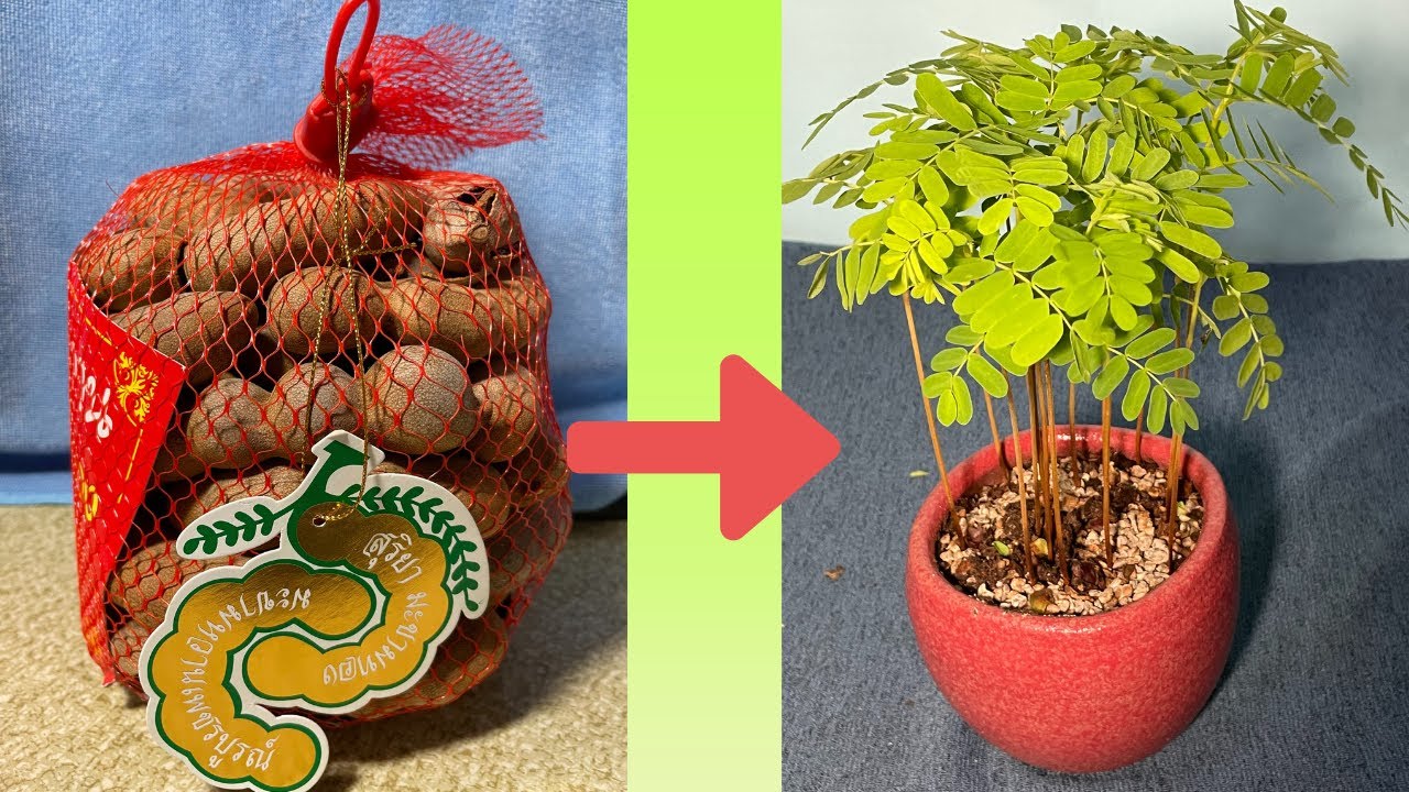 羅望子種子盆栽