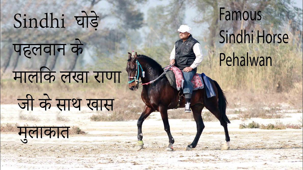 सिन्धी घोड़े पहलवान के मालिक लखा राणा जी के साथ खास मुलाकात