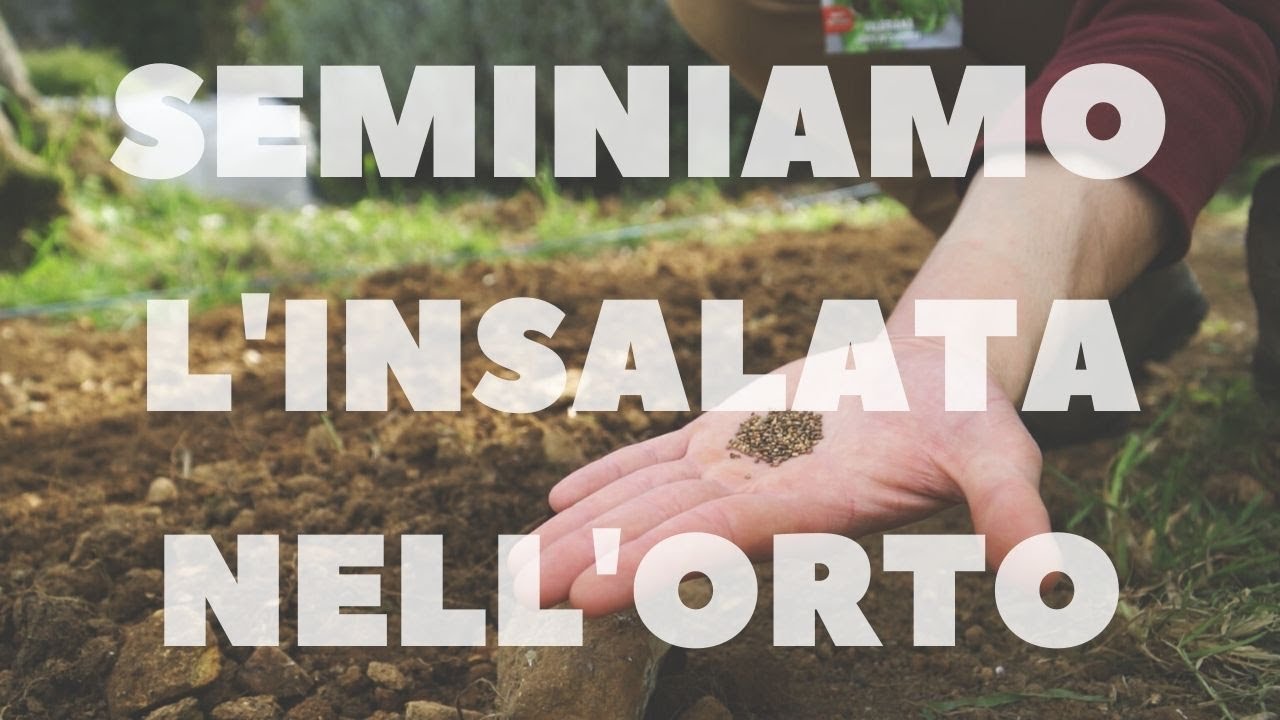 come coltivare L'INSALATA, sempre fresca nell'orto