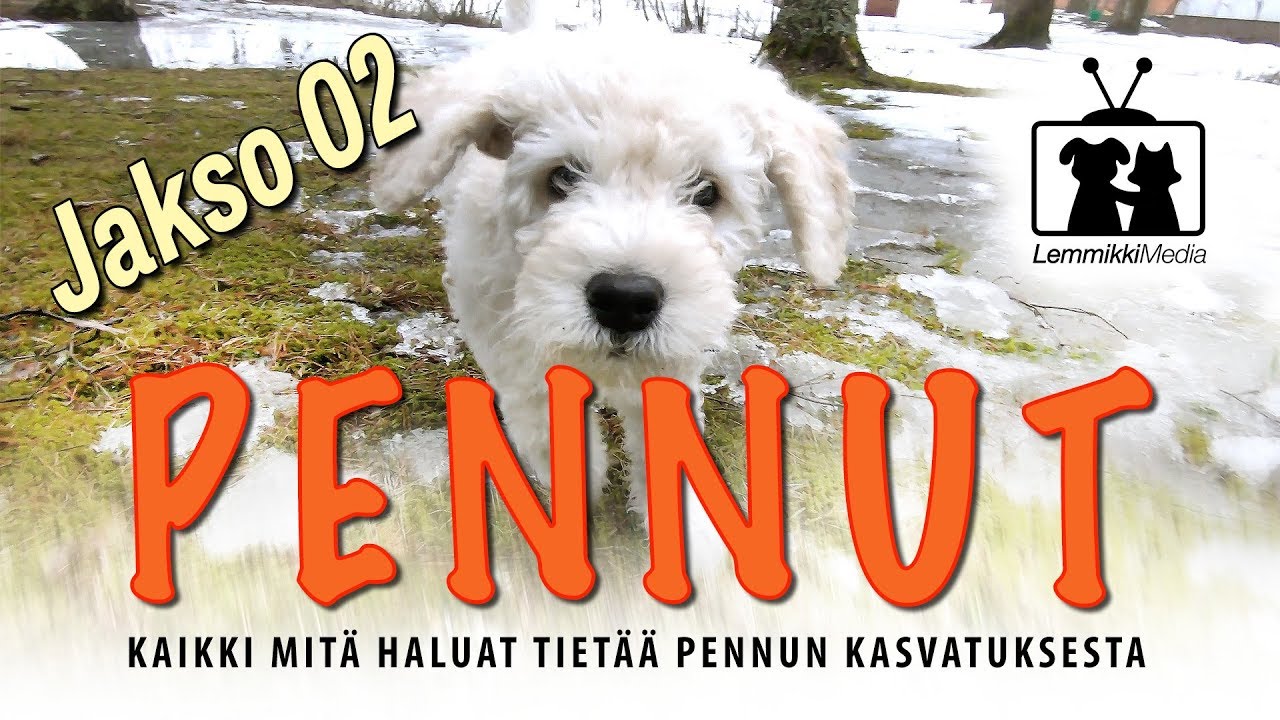 Koirat: Pennut - Uuteen kotiin - jakso 02