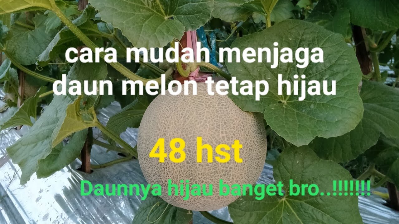 Cara mudah merawat daun melon agar tetap hijau