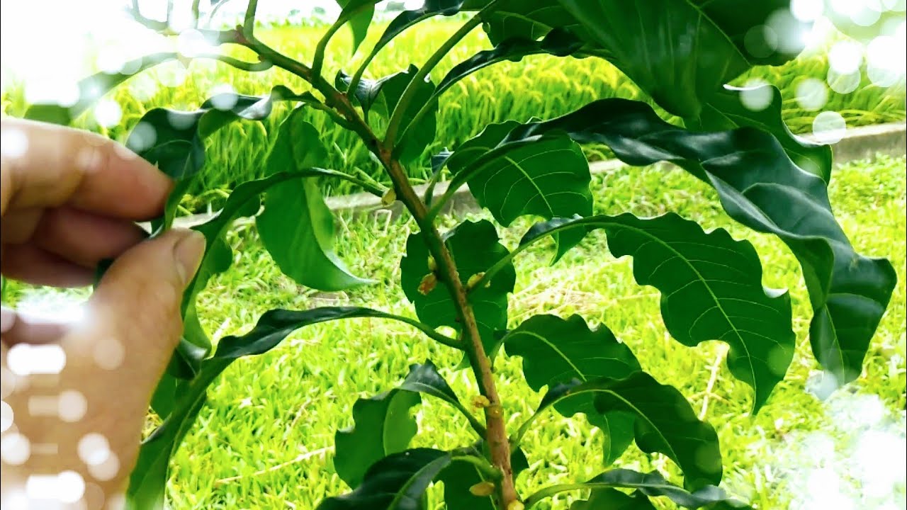 這棵「黃金果」苗真漂亮！再種不好就是老弟的問題了！ 2022年5月15日