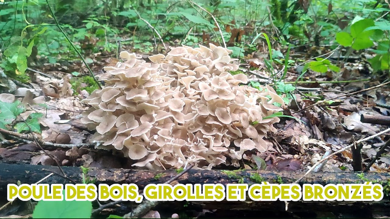 Poule des bois, girolles et cèpes bronzés