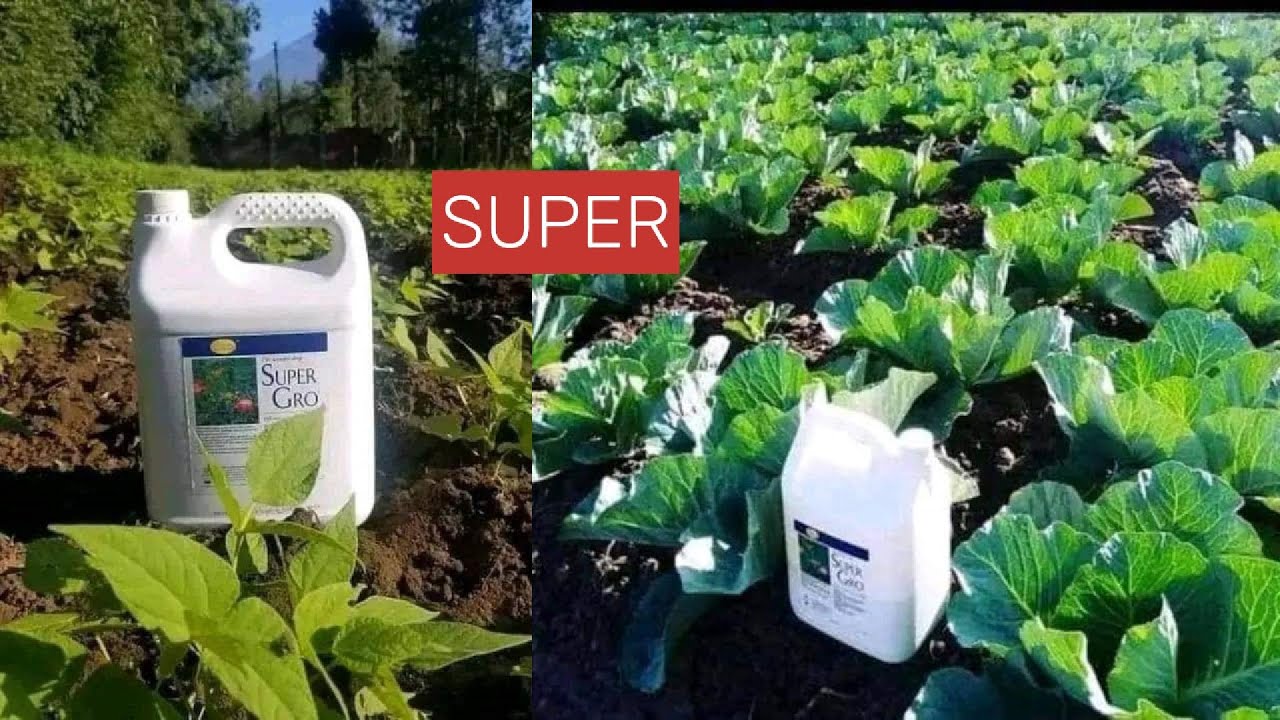 SUPER GRO NA MBOLEA ZA MAJI - FAIDA, MATUMIZI, NA UONGOZAJI KAMILI