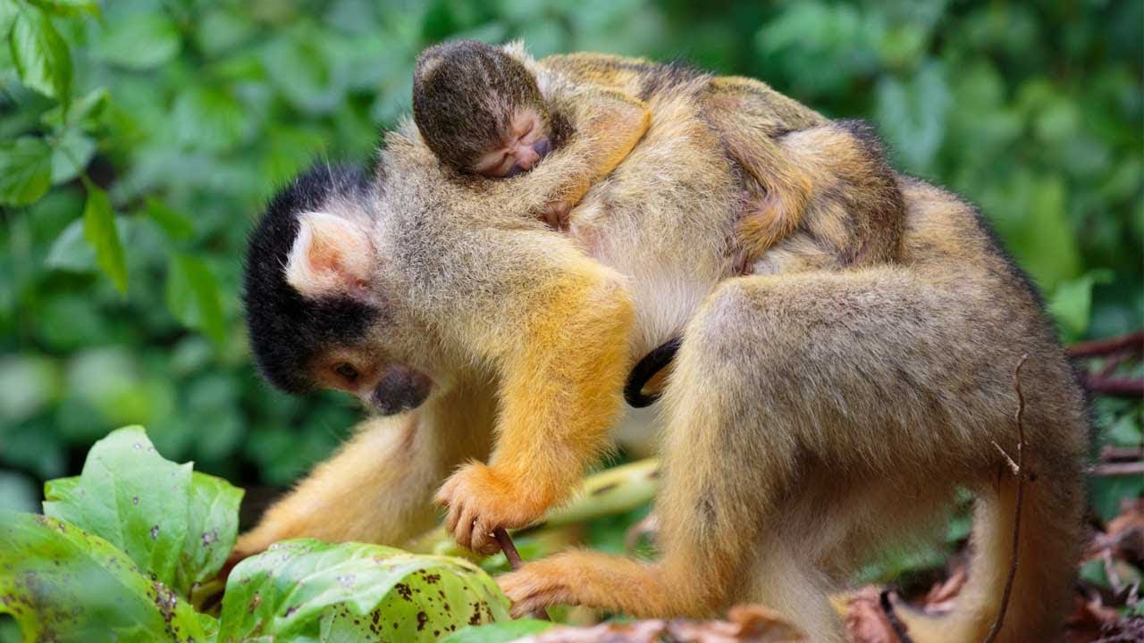 Squirrel monkey Picaro recovers at our Vet Hospital