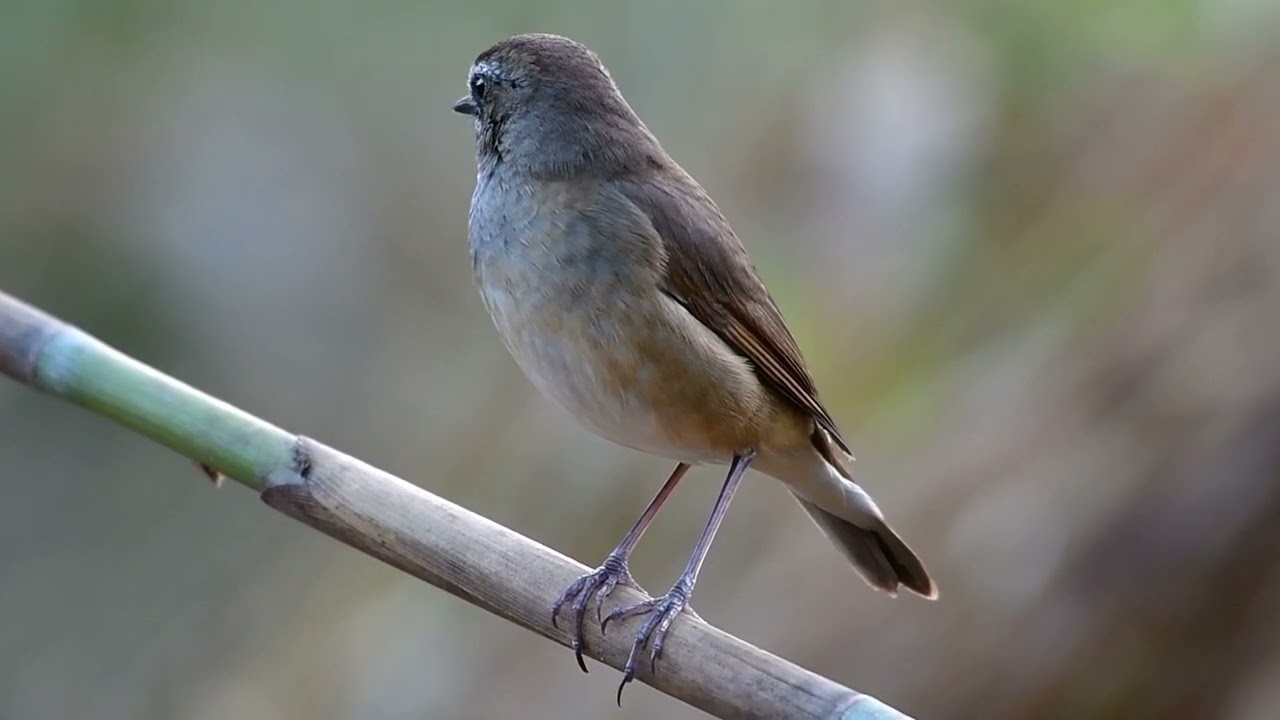 48   นกคอทับทิม Siberian Rubythroat