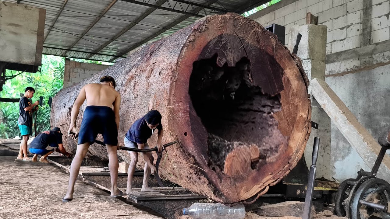 The Dark Secret Inside the Belly of the Trembesi Tree Monster!! at the sawmill