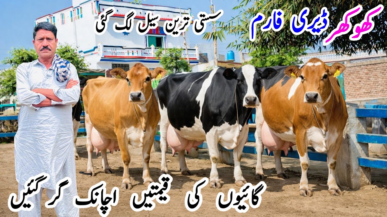 Khokhar Dairy Farm | Top Quality Jersey Cows for Sale in Punjab Pakistan 🐄🔥