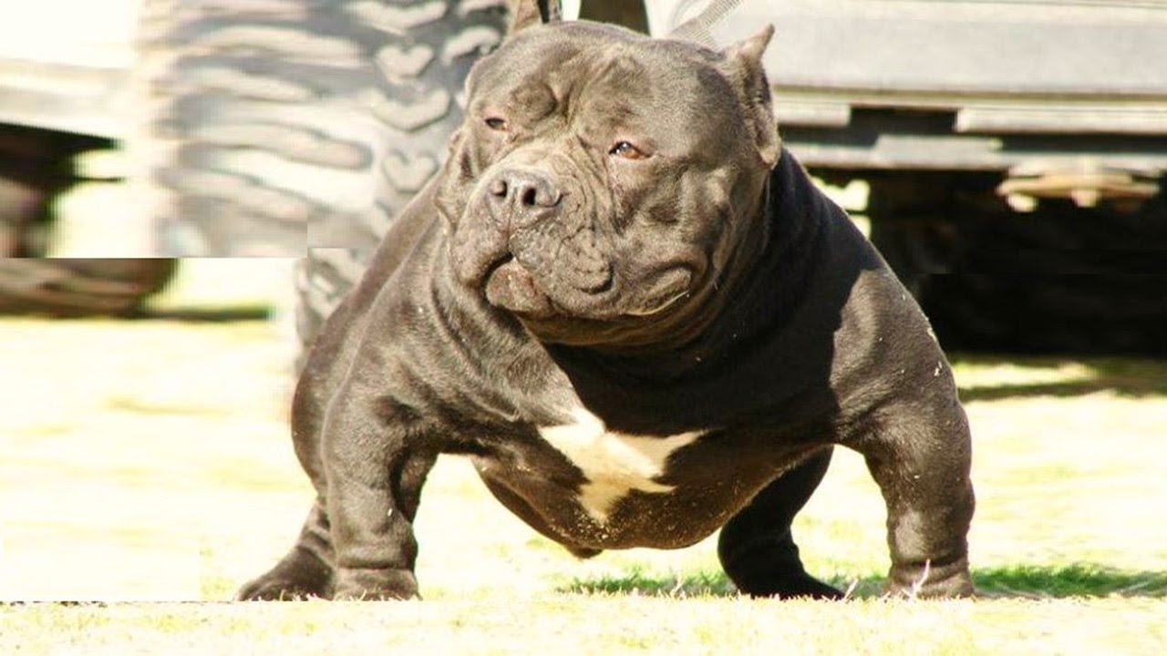 American Bully Exotic