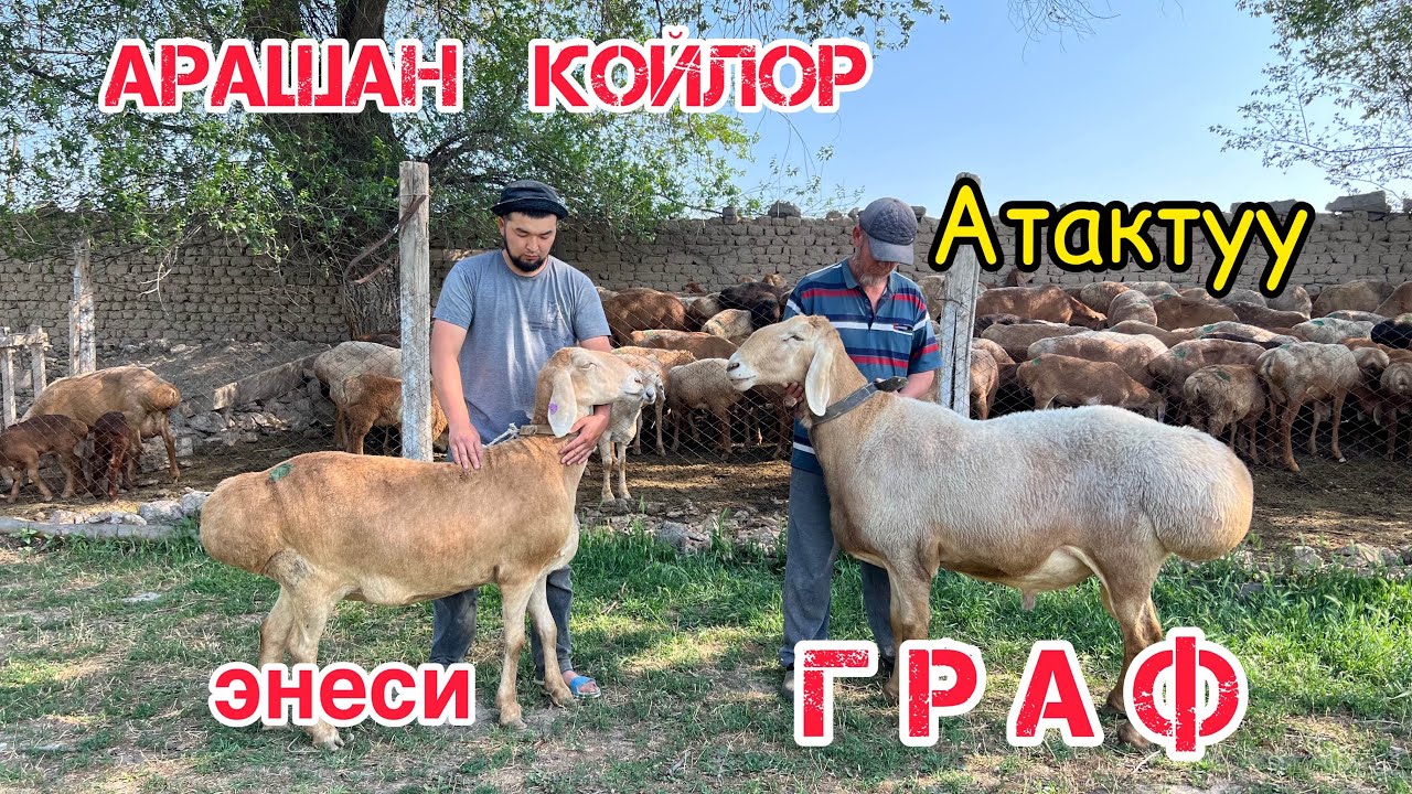 Атактуу ГРАФтын эң биринчи ээси - Азамат ажынын арашан койлору жанан уйлары