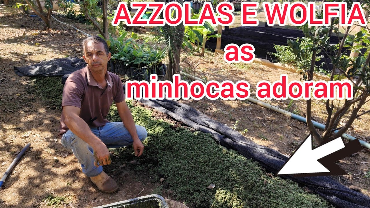 AZZOLAS E WOLFIA ,ALIMENTANDO  MINHOCAS GIGANTES AFRICANAS COM AS PLANTAS AQUÁTICAS ,ELAS ADORAM !