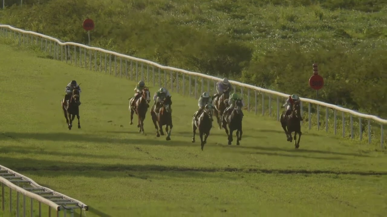 Course 7 PRIX DE NOEL 7/12/25