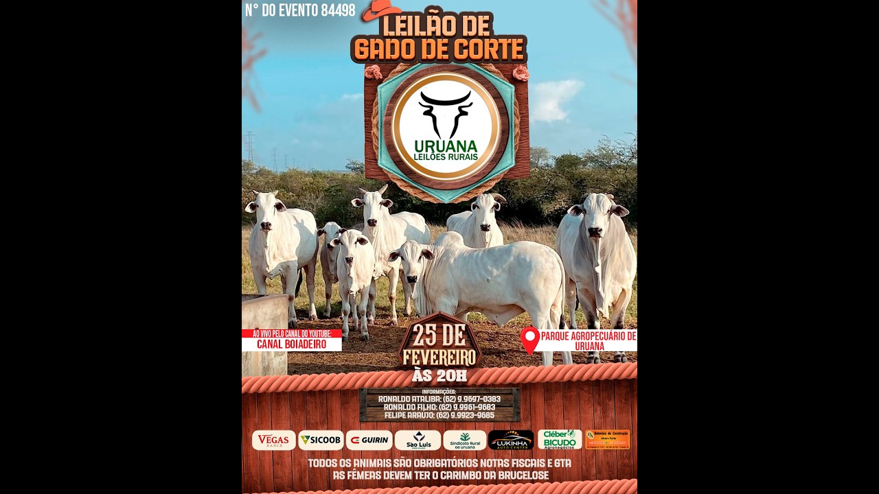 Leil&atilde;o de Gado -  Uruana Leil&otilde;es - Leil&atilde;o de Gado de Corte em Goi&aacute;s @canal.boiadeiro #live #gado