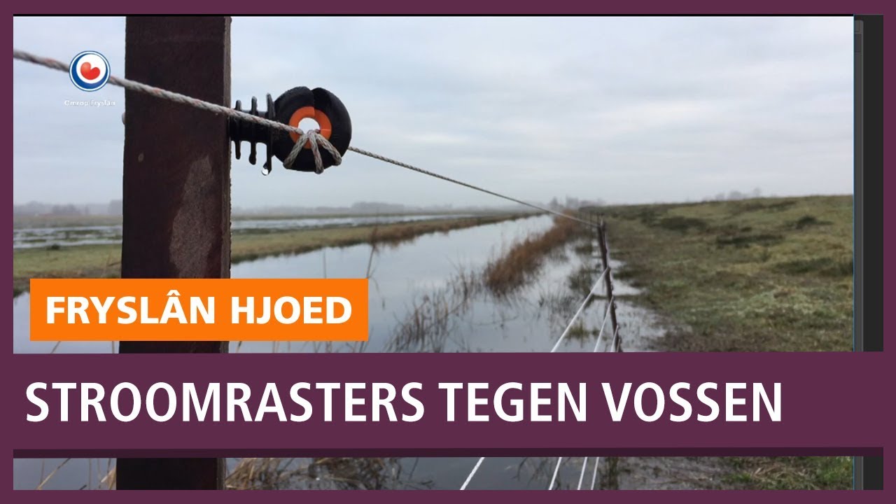 REPO: Staatsbosbeheer wil vos op afstand houden met stroom