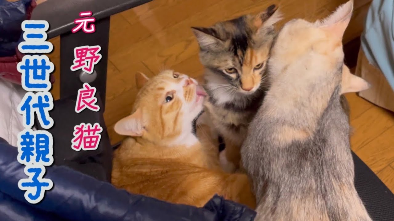 甘えたい子猫に優しく答える家族猫